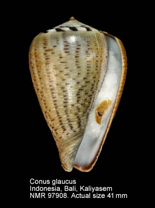 Conus glaucus (8).jpg - Conus glaucus Linnaeus,1758